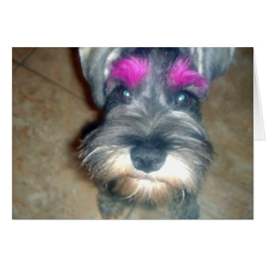 Pink Brow - Miniature Schnauzer Cards (Front Horizontal)