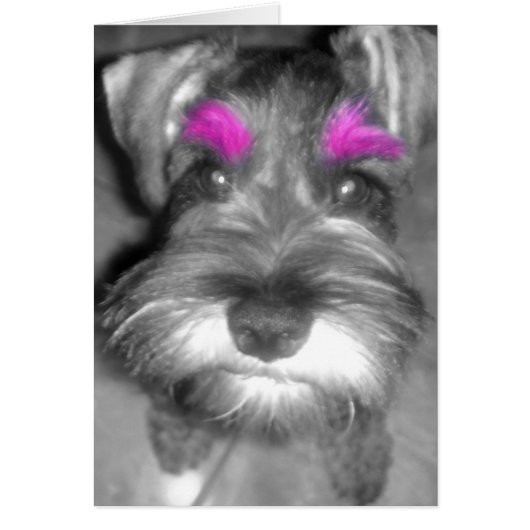 Pink Brow Schnauzer Cards (Front)