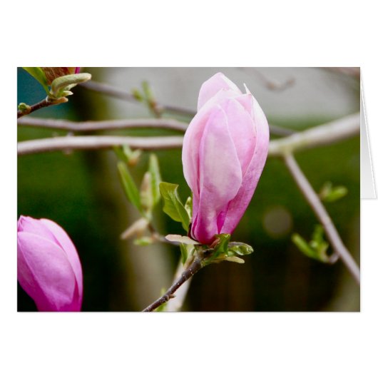 Pink Buds Cards (Front Horizontal)