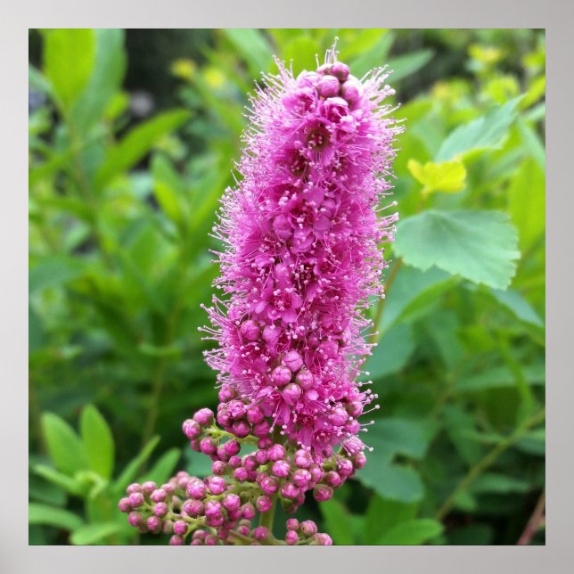 pink buds poster (Front)