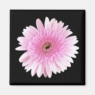 Pink Burst Magnet