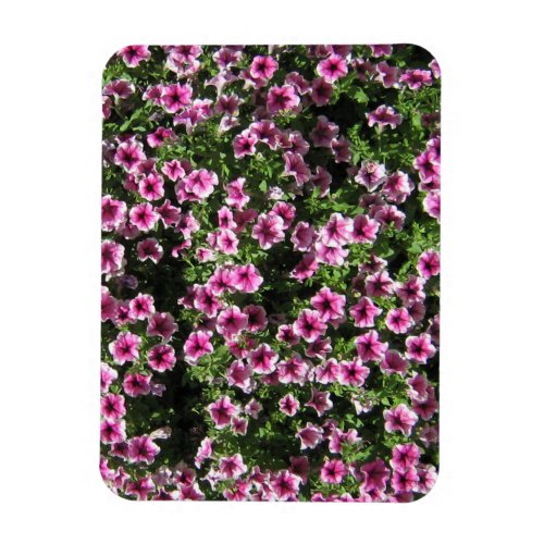 Pink bush flowers Phlox garden cover Magnet