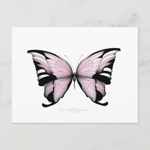 Pink Butterfly Wild Rose Bishop Postcard