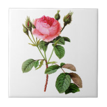 Pink Cabbage Rose by Pierre Joseph Redoute