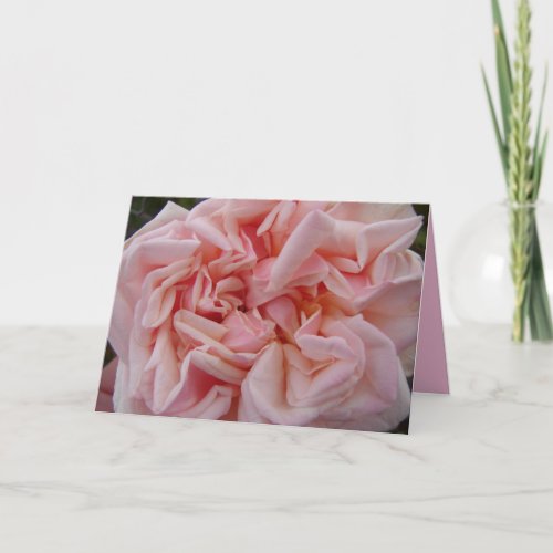 Pink Cabbage Rose Vintage Flowers Birthday Card