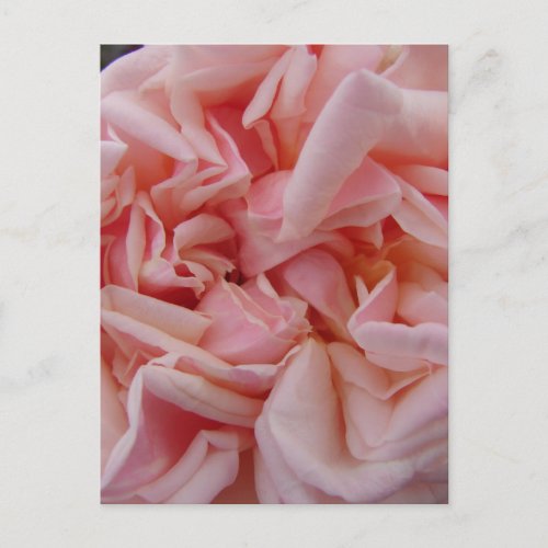 Pink Cabbage Rose Vintage Flowers Birthday Card Ma