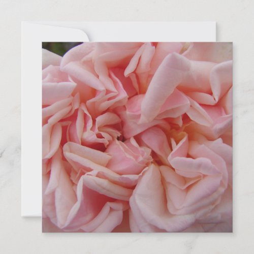Pink Cabbage Rose Vintage Flowers Birthday Card Ma