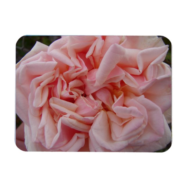 Pink Cabbage Rose Vintage Flowers Birthday Card Magnet (Horizontal)