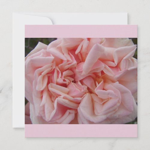 Pink Cabbage Rose Vintage Flowers Floral Flat Card