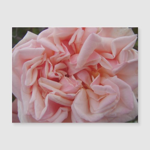 Pink Cabbage Rose Vintage Flowers Floral Magnet