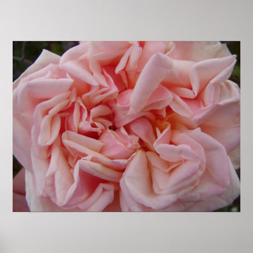 Pink Cabbage Rose Vintage Flowers Floral Poster