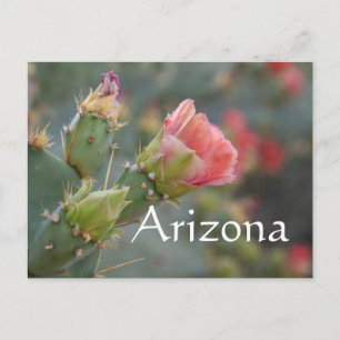 Pink cactus flower beginning  to bloom, Arizona Postcard