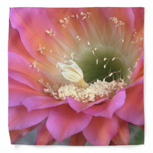 Pink Cactus flower in the desert Bandana