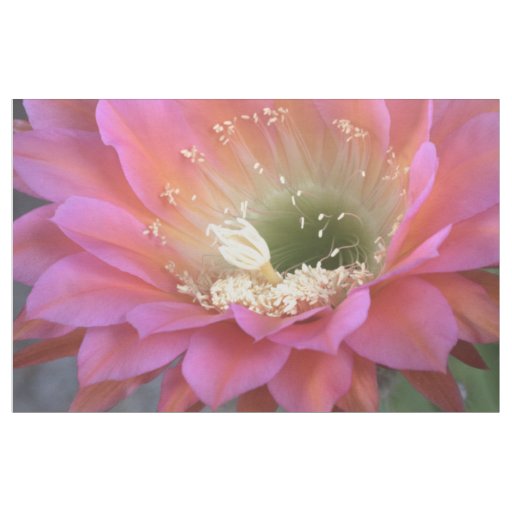 Pink Cactus flower in the desert Fabric