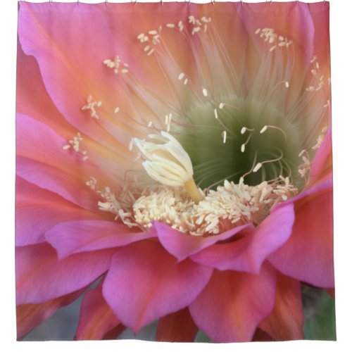 Pink cactus flower in the desert shower curtain