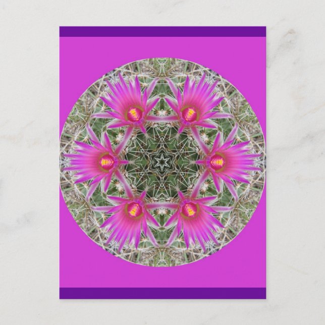Pink Cactus Flower Postcard (Front)