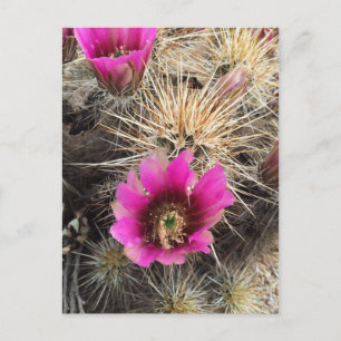 Pink cactus flower postcard
