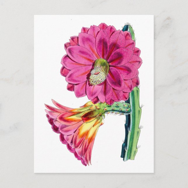 Pink Cactus Flower Vintage Botanical Postcard (Front)