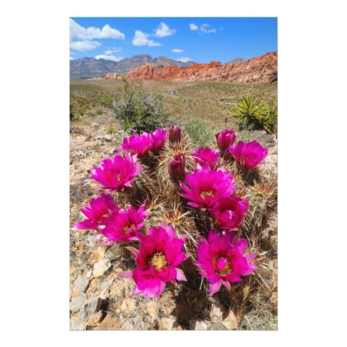 Pink cactus flowers in Red Rock Canyon NV Photo Print