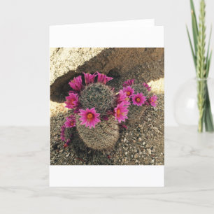 Pink Cactus in Bloom Holiday Card