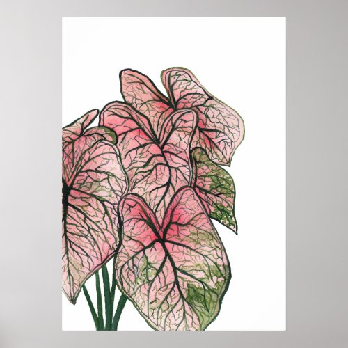 Pink Caladium Watercolor Illustration Poster