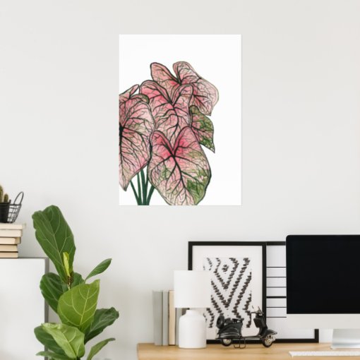 Pink Caladium Watercolor Illustration Poster | Zazzle