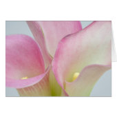 Pink Calla Lilies (Front Horizontal)