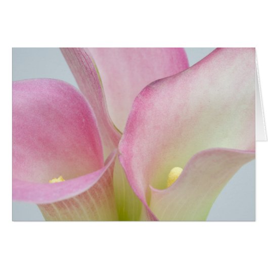 Pink Calla Lilies Cards (Front Horizontal)