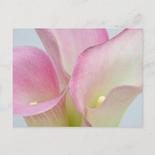 Pink Calla Lilies Postcard