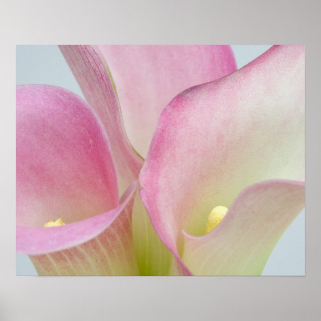 Pink Calla Lilies Poster (Front)