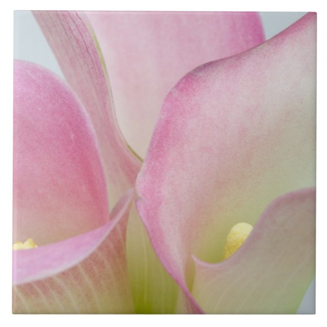 Pink Calla Lilies Tile (Front)