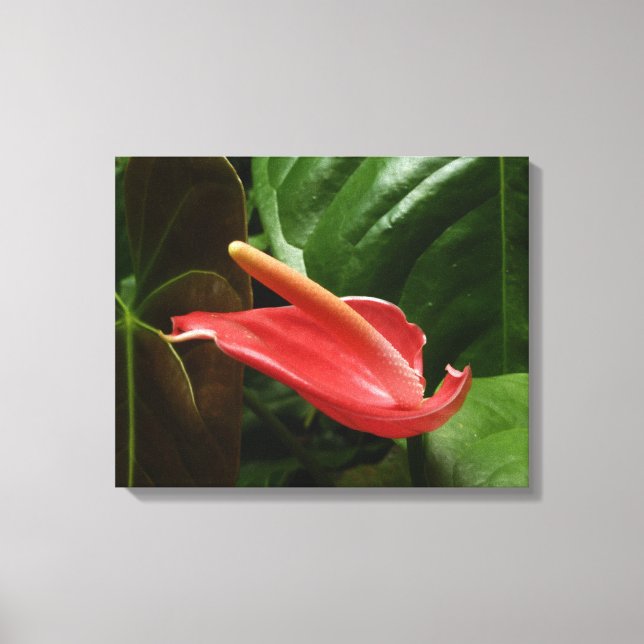 Pink Calla Lily Elegant Floral Canvas Print (Front)