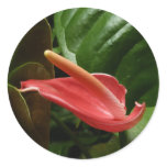 Pink Calla Lily Elegant Floral Classic Round Sticker