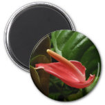 Pink Calla Lily Elegant Floral Magnet