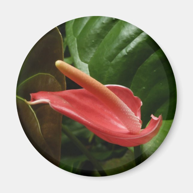 Pink Calla Lily Elegant Floral Magnet (Front)