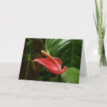 Pink Calla Lily Elegant Floral Photography Card