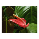 Pink Calla Lily Elegant Floral Photography Photo Print