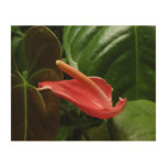 Pink Calla Lily Elegant Floral Photography Wood Wall Art