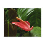 Pink Calla Lily Elegant Floral Postcard