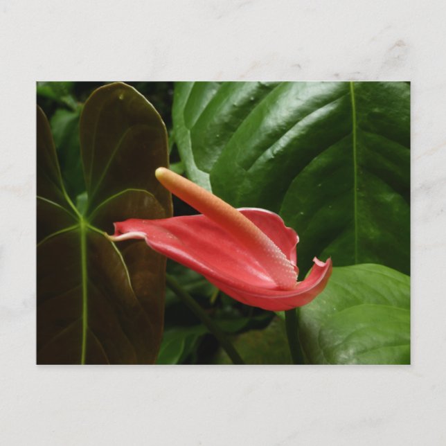 Pink Calla Lily Elegant Floral Postcard (Front)