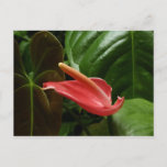 Pink Calla Lily Elegant Floral Postcard