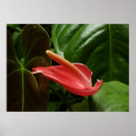 Pink Calla Lily Elegant Floral Poster