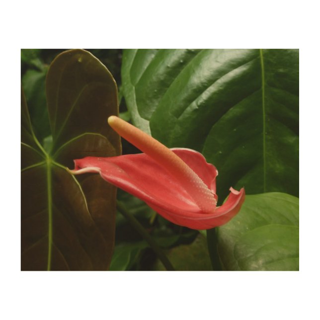 Pink Calla Lily Elegant Floral Wood Wall Art (Front)