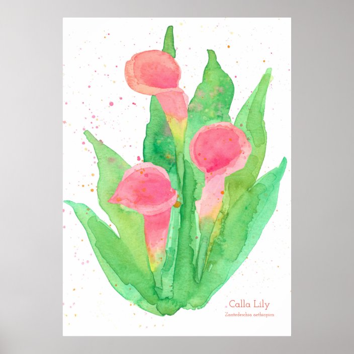 Pink Calla Lily Watercolor Flowers Botanical Poster Zazzle Com