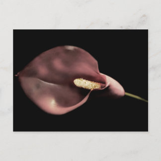 Pink Calla - Postcard