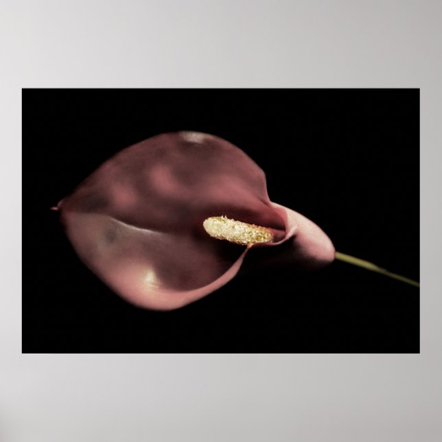Pink Calla Poster (Front)