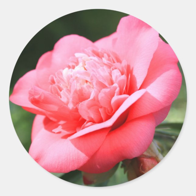 Pink Camelia Flower Sticker (Front)