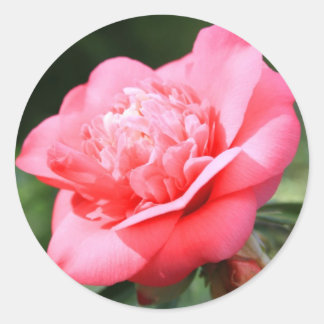Pink Camelia Flower Sticker