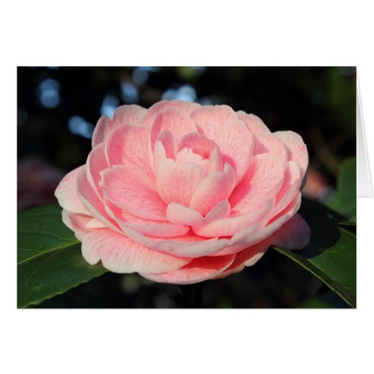 Pink Camellia (Front Horizontal)