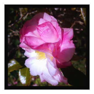 Pink Camellia Bloom Digital Photo Prints
